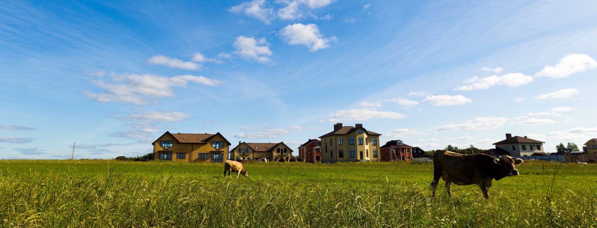 Grazing cows against; Cows graze on a meadow in the sunny day